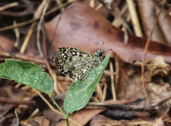 Tropical Checkered-Skipper